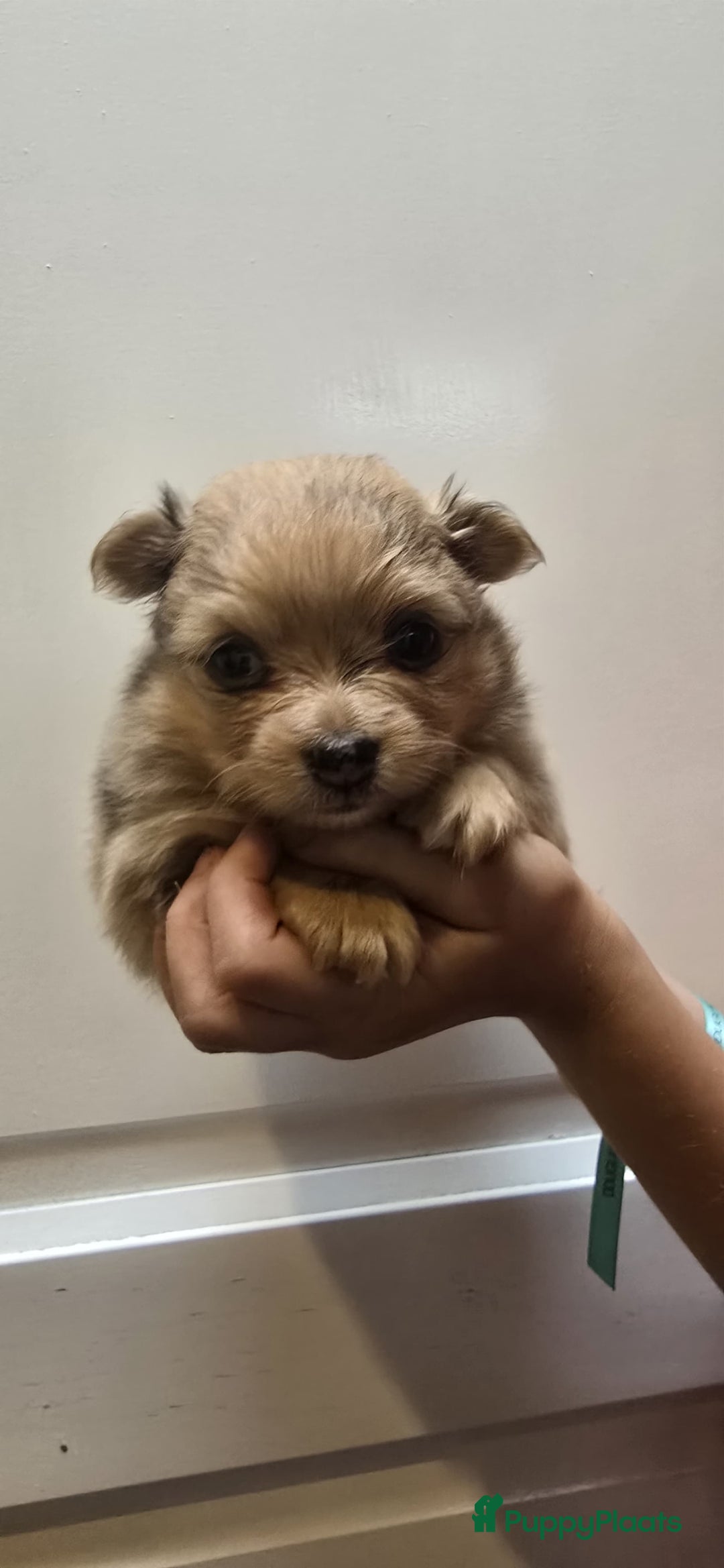 Pomchi honden te koop: Mooie pomchi puppy's - Afbeelding 11
