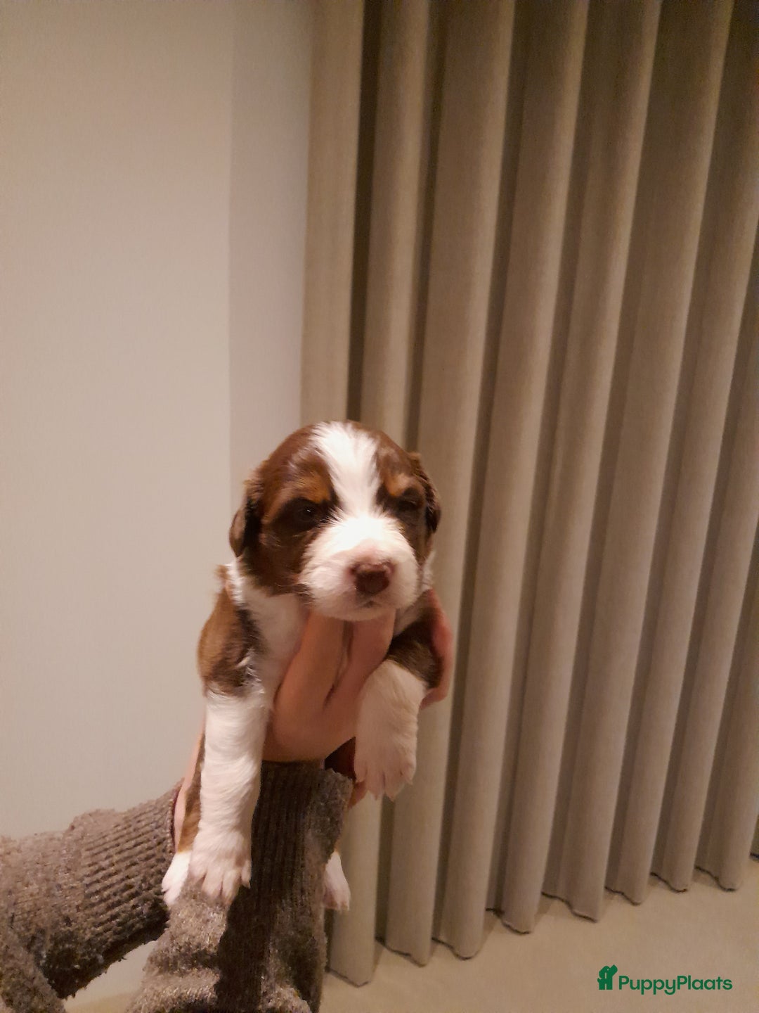 Australian Shepherd honden te koop: Lieve raszuivere australian shepherd pups  - Advertentie 26