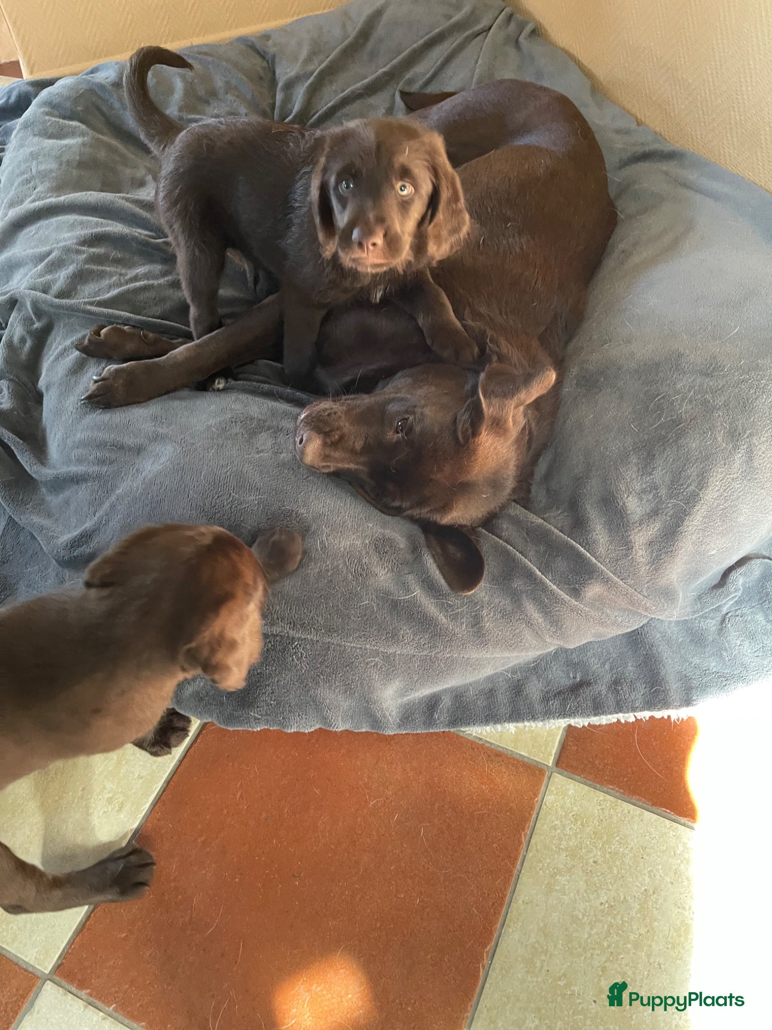 Labradoodle honden 2 van de 5 unieke Labradoodle bruin/wit aftekening - Advertentie 1