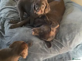 Labradoodle honden 2 van de 5 unieke Labradoodle bruin/wit aftekening - Advertentie 1