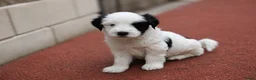 Tibetaanse Terriër honden te koop: Tibetaanse terrier pups  - Advertentie 3