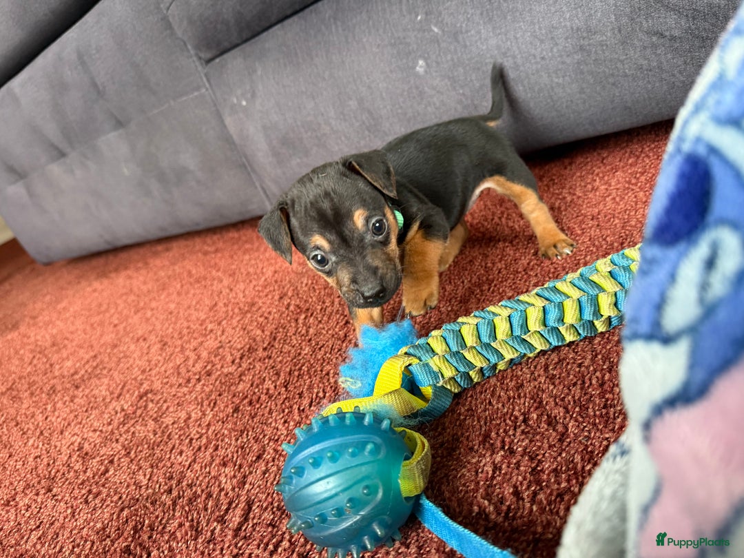 Jack Russel Terriër honden te koop: Jack russel pups - Advertentie 25