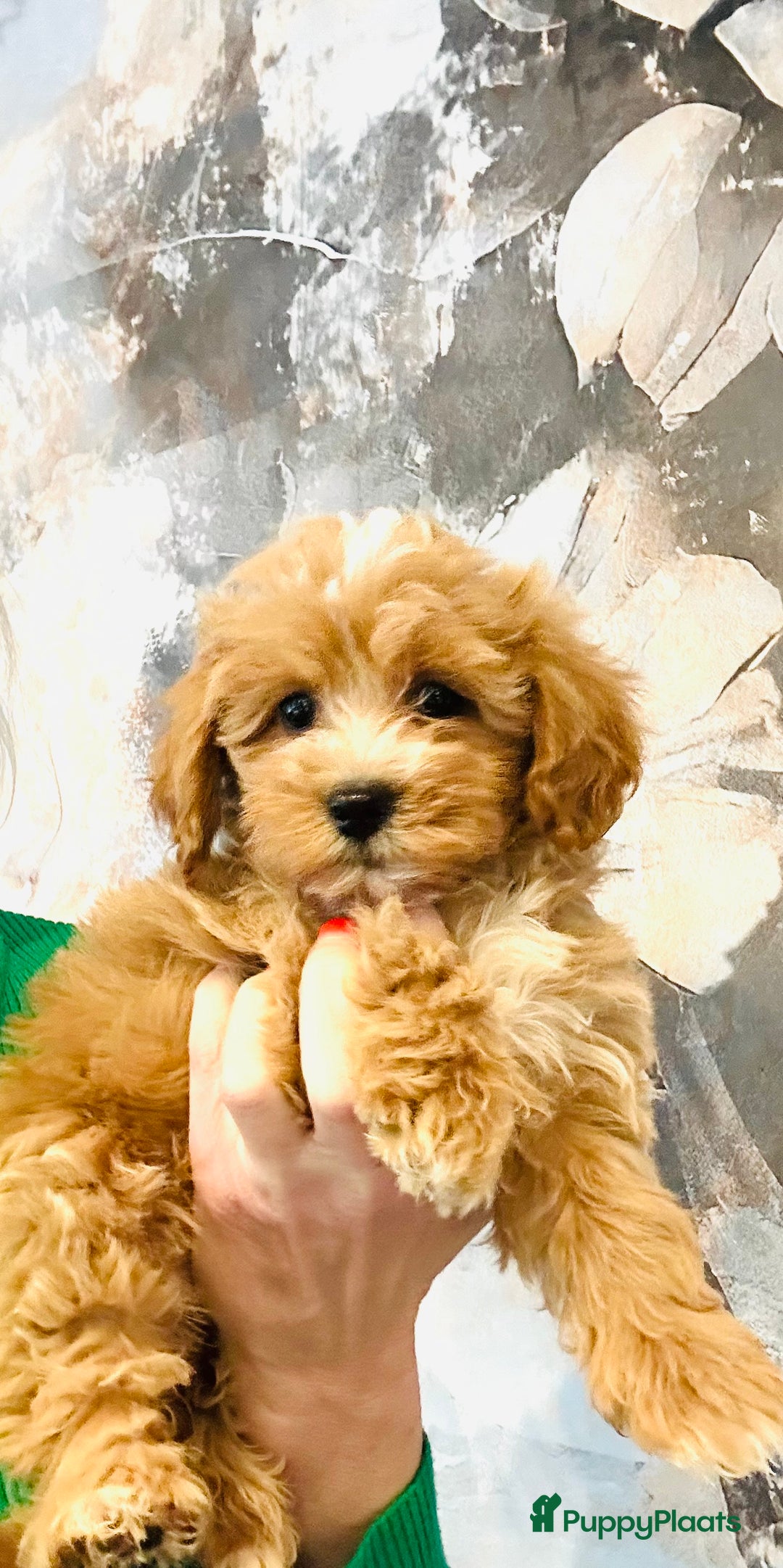 Maltipoo honden te koop: Bijzonder mooie maltipoo pups kunnen bijna weg - Advertentie 6