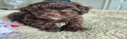 Kruising honden te koop: Lieve mini boompoo  - Advertentie 5