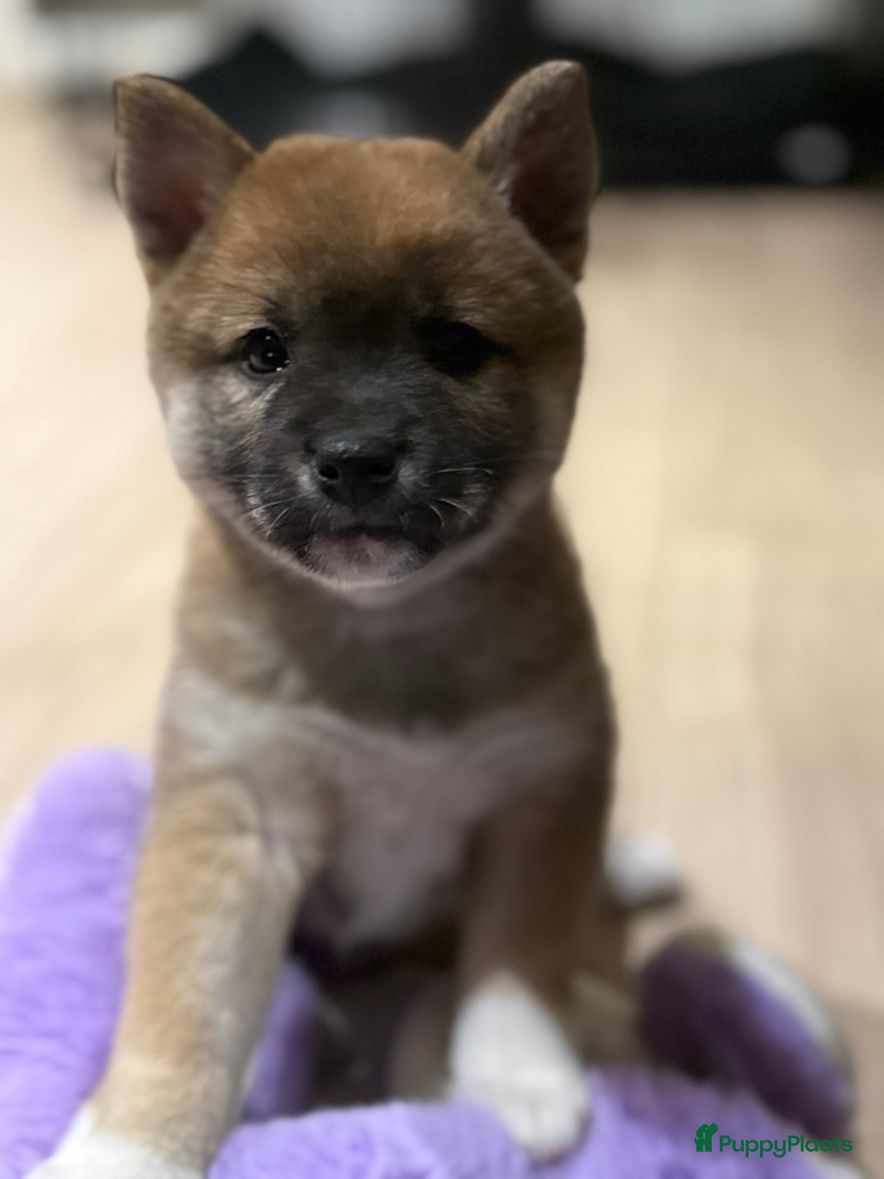 Shiba honden Shiba inu pups - Advertentie 3