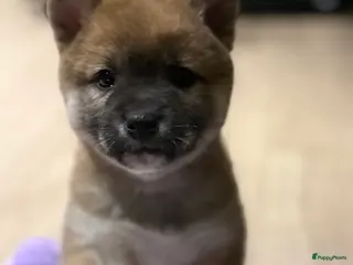 Shiba honden Shiba inu pups - Advertentie 3