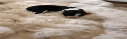 Border Collie honden te koop: Border Collie pups met FCI stamboom - Advertentie 5