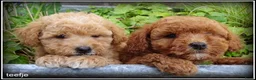 Maltipoo honden te koop: Maltipoo F1b pups - Advertentie 9