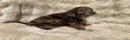 Labradoodle honden te koop: Nog 3 prachtige Labradoodle puppy’s beschikbaar - Advertentie 25