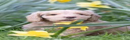 Labradoodle honden te koop: Lieve labradoodles  - Advertentie 6