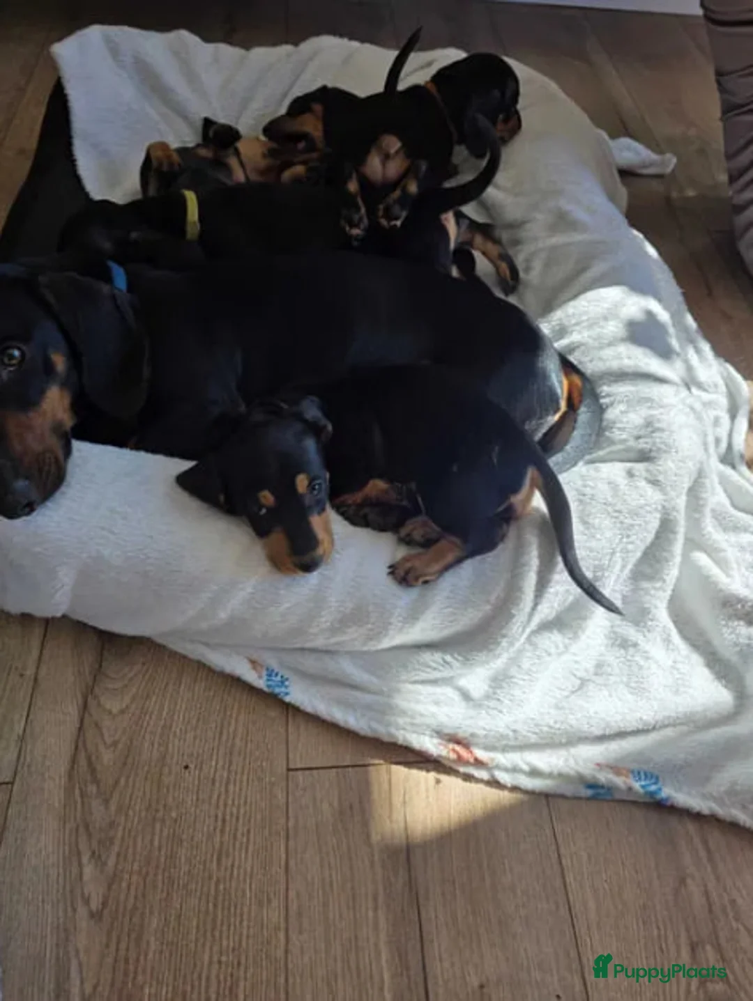 Teckel (korthaar)  honden te koop: teckel pups - Advertentie 6