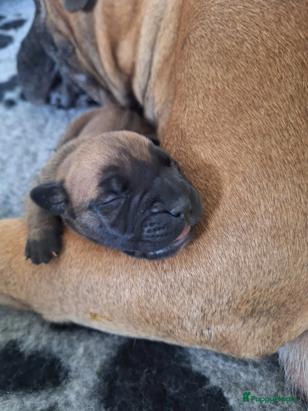 Boerboel honden te koop: Boerboel pups met Sabbs stamboom - Advertentie 2