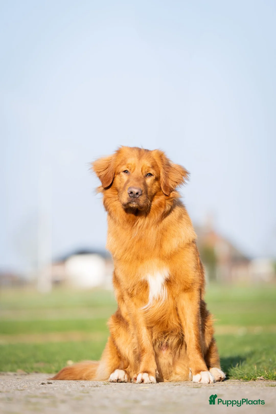 Nova Scotia Duck Tolling Retriever honden te koop: Toller pups beschikbaar! - Advertentie 7