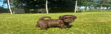 Kruising Puppy 7