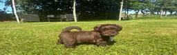 Kruising honden te koop: Labradoodle mini x Boomer pups - Advertentie 9