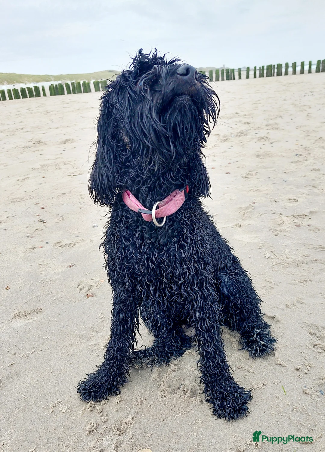 Kruising honden te koop: Het is bijna zover!  - Advertentie 5