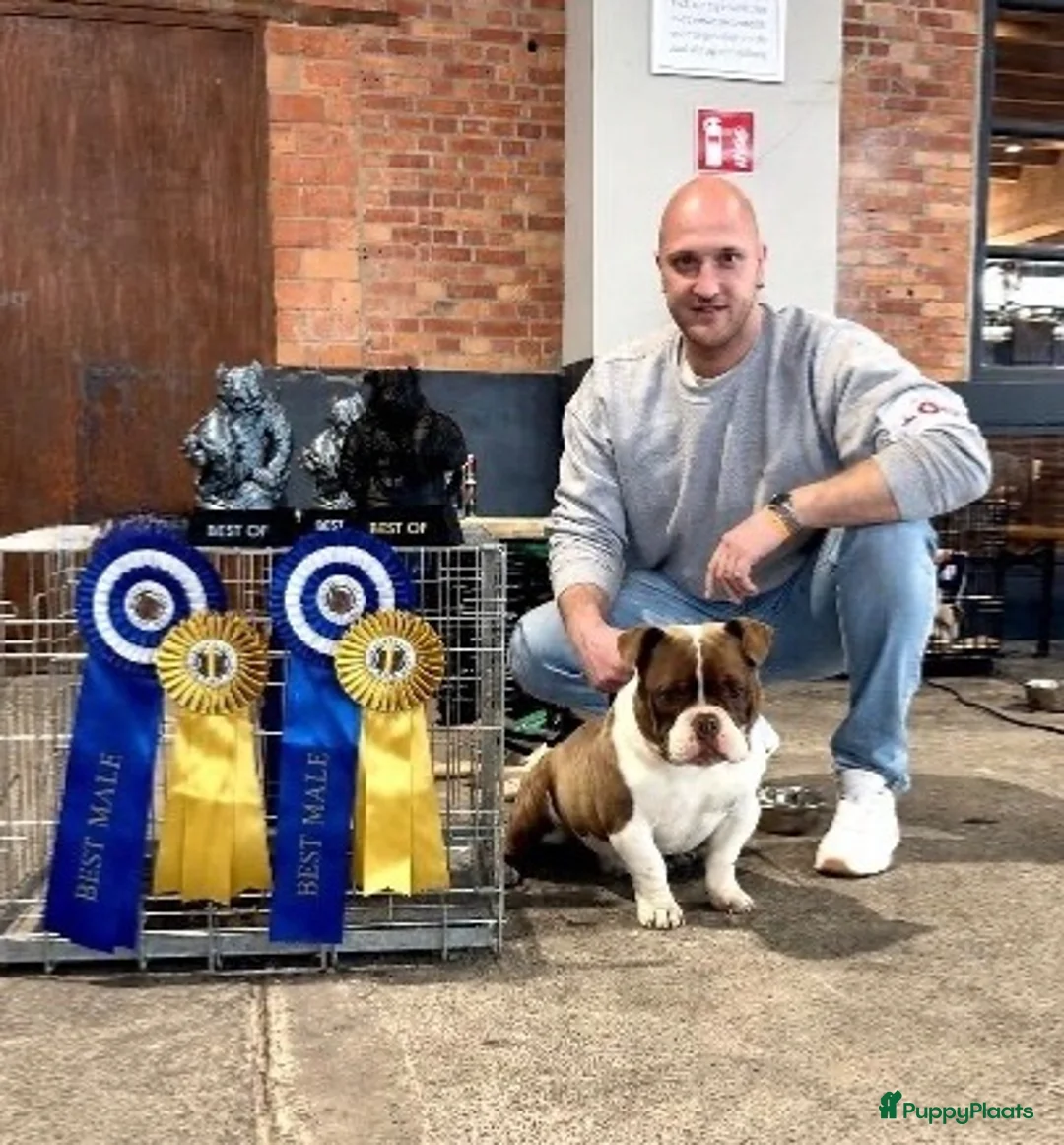 Amerikaanse Bully honden ter dekking: American bully dekreu - Advertentie 2