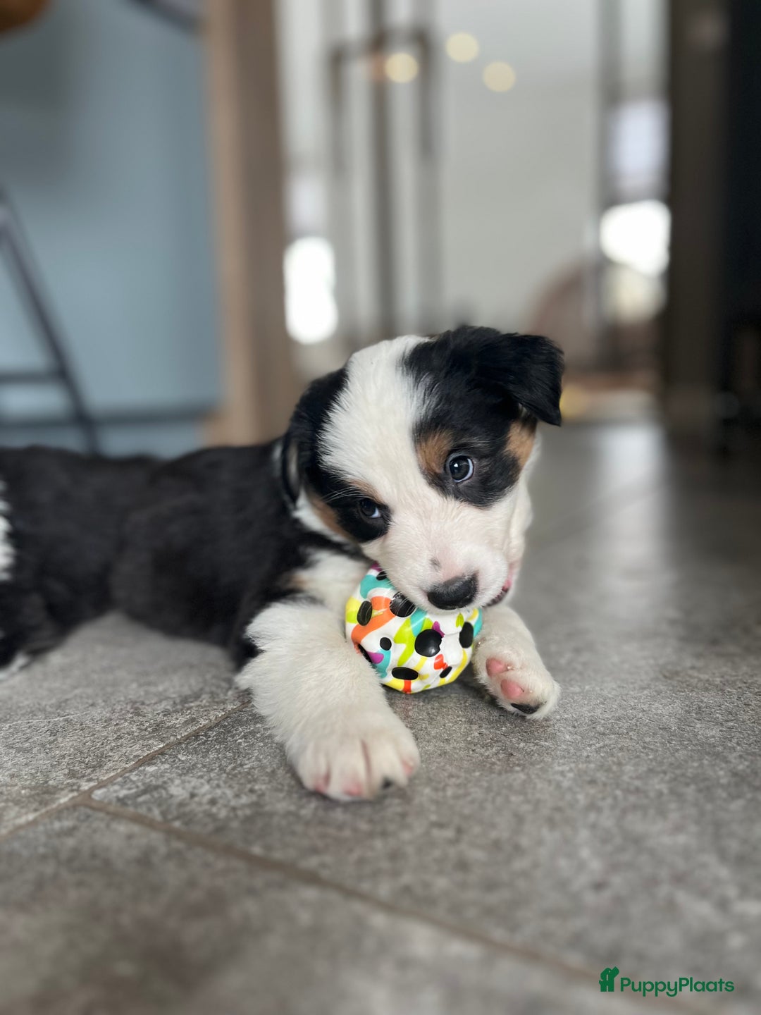 Australian Shepherd honden te koop: 100% aussie pups - Advertentie 1
