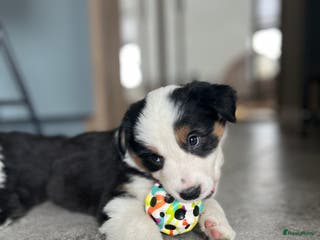 Australian Shepherd honden 100% aussie pups - Advertentie 1