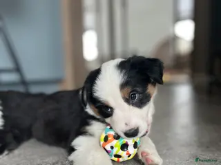 Australian Shepherd honden 100% aussie pups - Advertentie 7