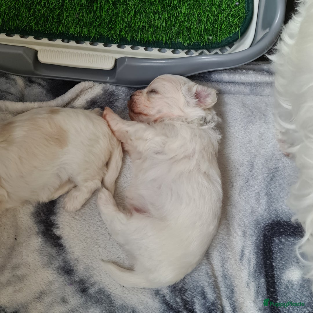 Maltezer honden te koop: Te koop nog  1 reutje.  - Advertentie 2