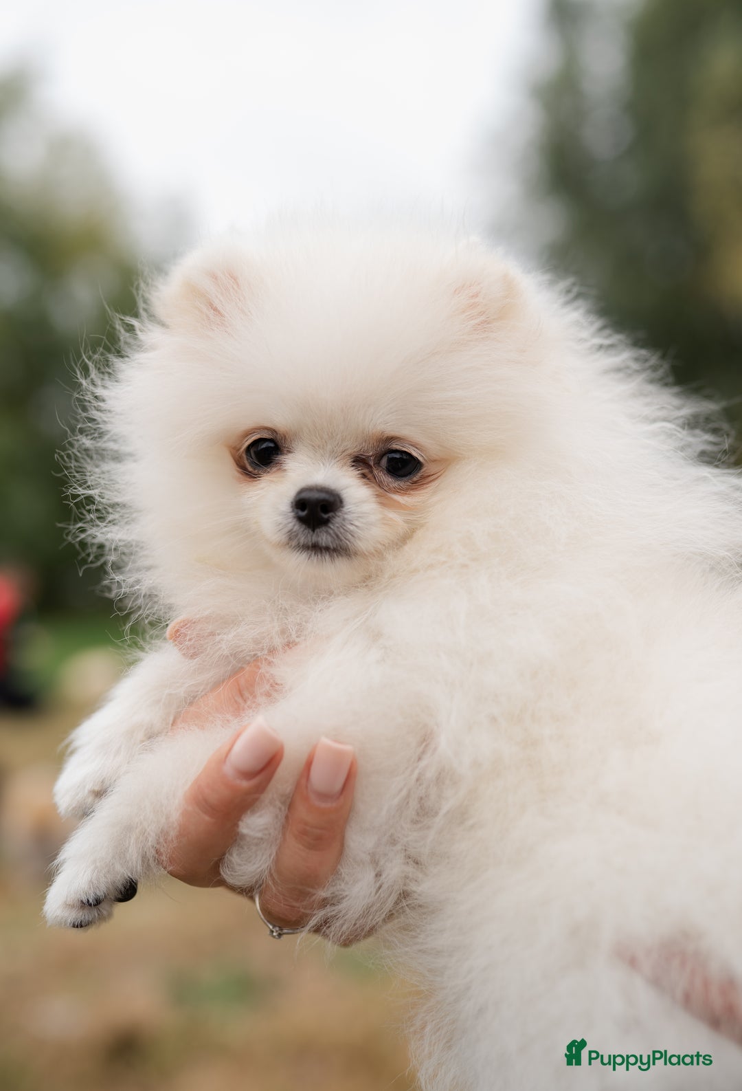 Pomeriaan honden te koop: Pomeranian Mila❤️ - Advertentie 2