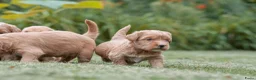 Kruising honden te koop:  Prachtige rood/apricot Medium Doodle pups  - Advertentie 13