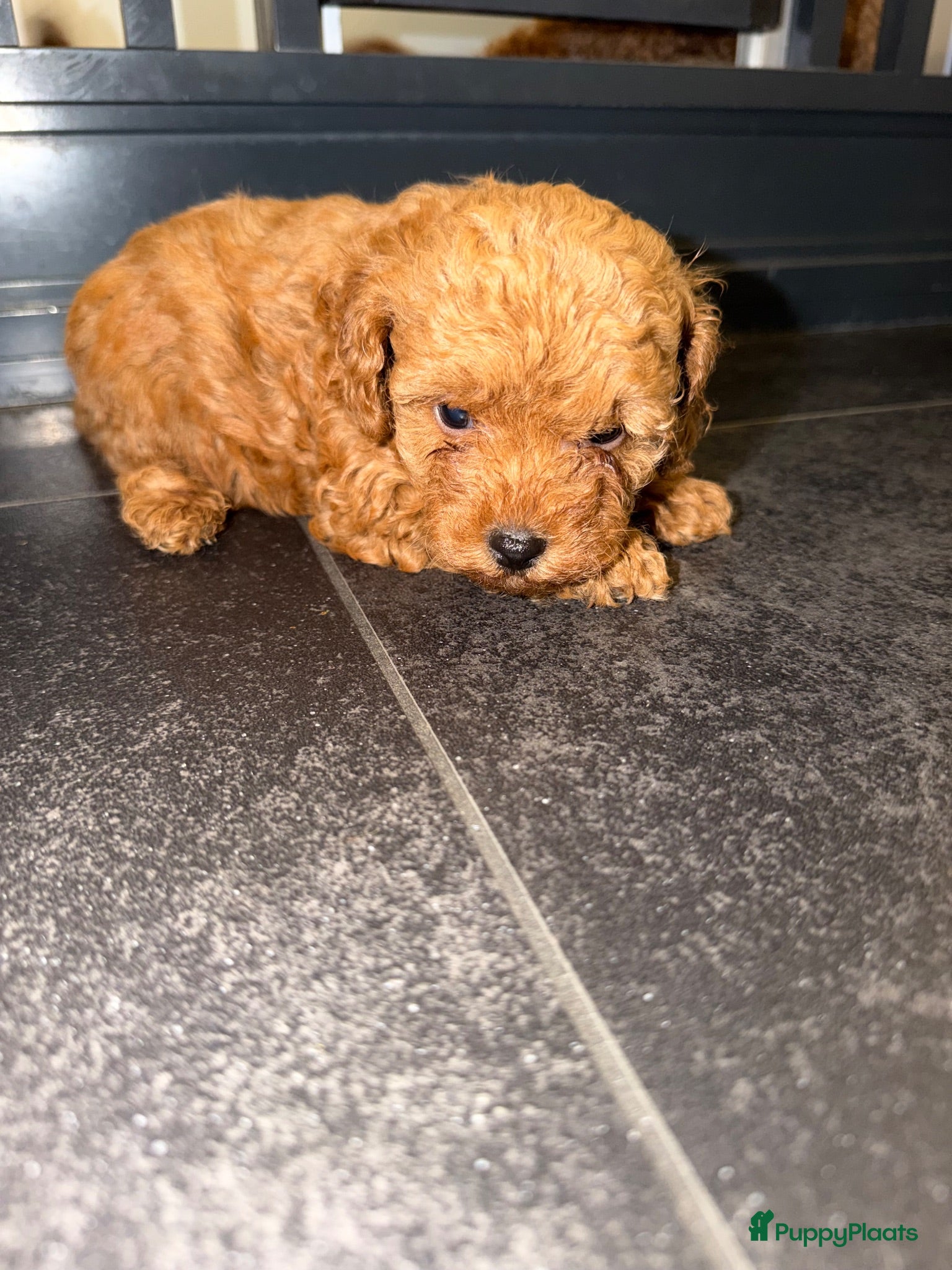 Poedel Toy honden Toy Poedel Pups  - Advertentie 2