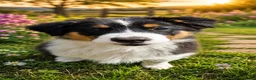 Australian Shepherd honden te koop: Prachtige Australian Shepherd pups - Advertentie 3