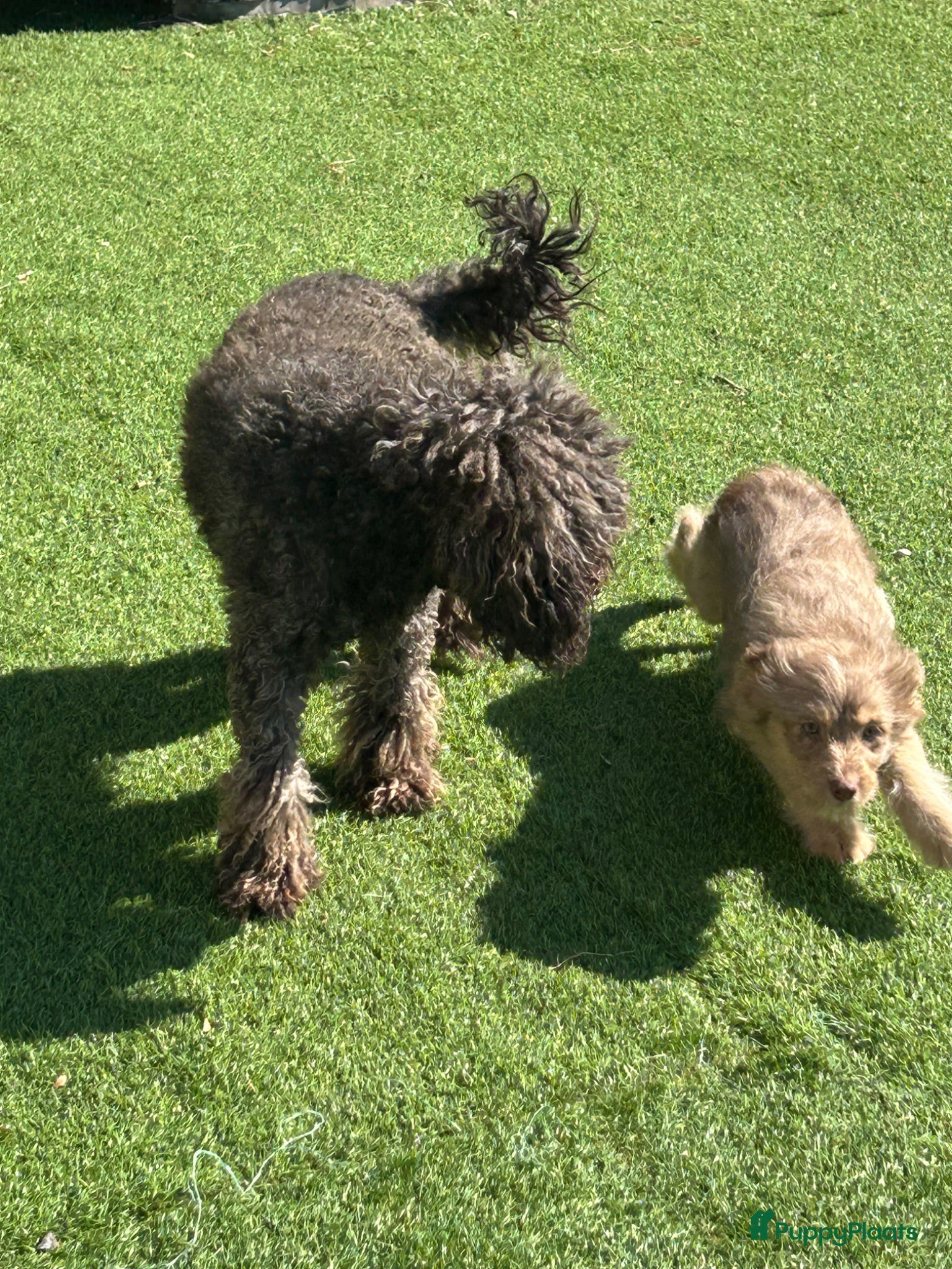 Kruising honden Miniature australian doodles  - Advertentie 2