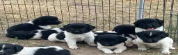 Friese Stabij honden te koop: Raszuivere Friese stabij pups  in Tiel - Advertentie 5