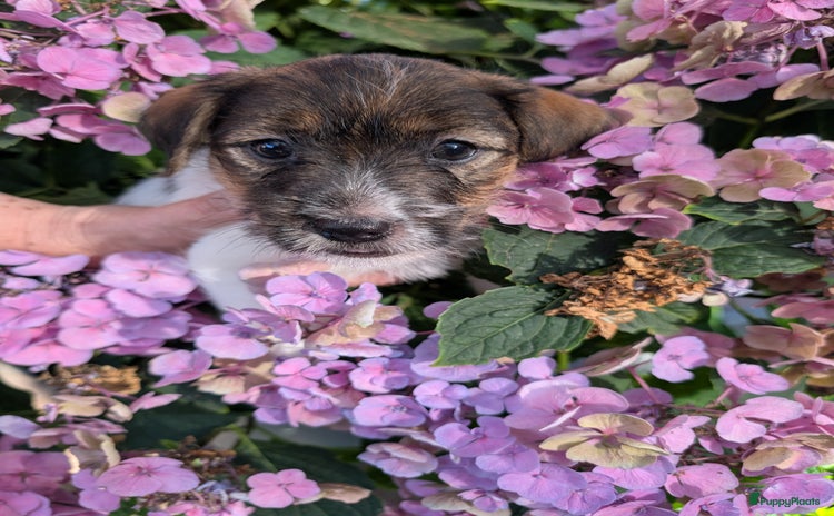 Jack Russel Terriër honden - Advertentie 11