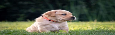 Labrador Retriever - Oranje