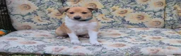 Schotse Herdershond korthaar honden te koop: Schotse herdershond korthaar pups - Advertentie 33