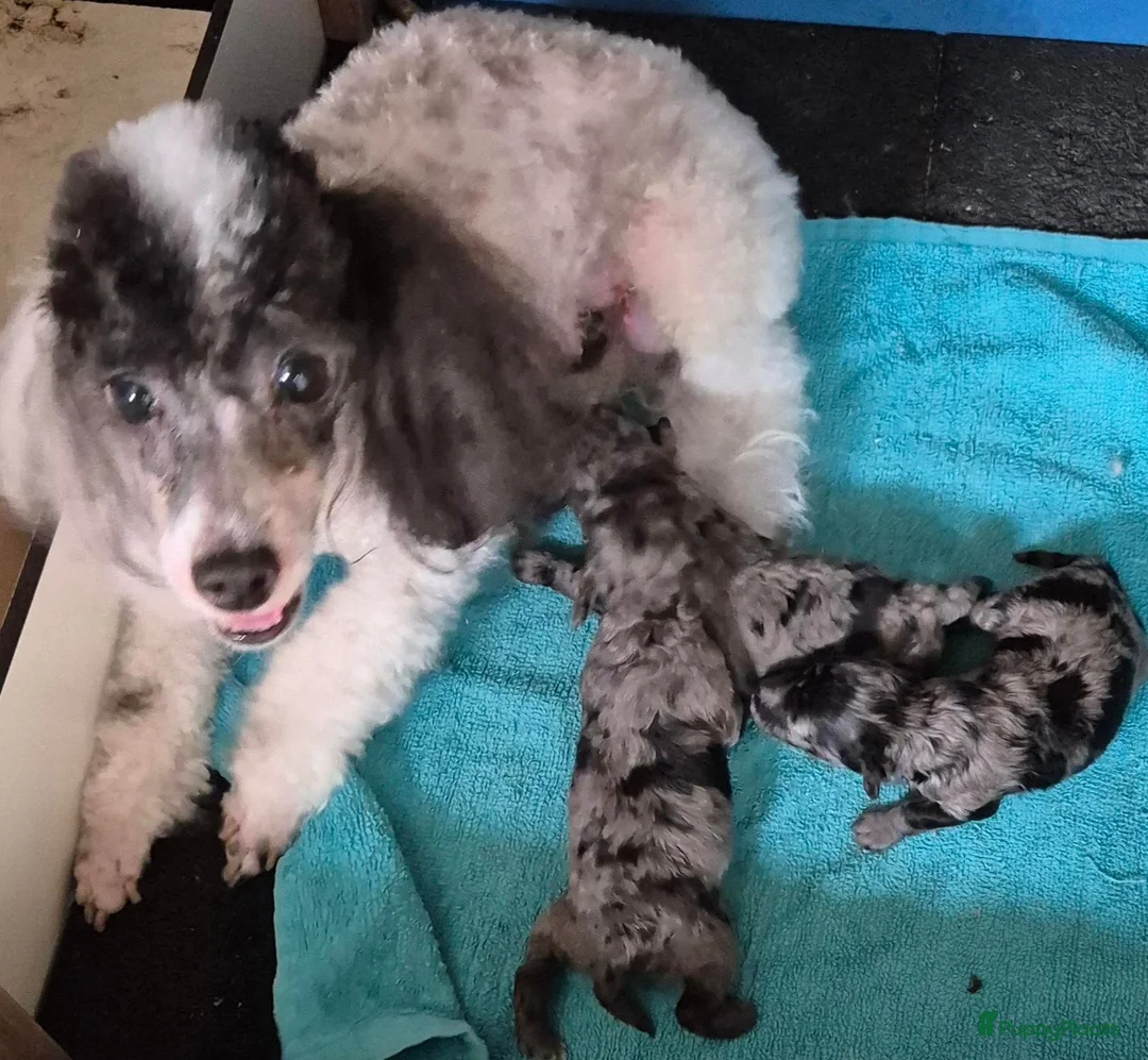 Dwergpoedel honden te koop: Mooie dwergpoedel pups - Advertentie 6