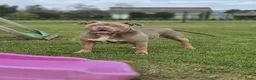 Amerikaanse Bully honden te koop: 🐾 American Bully XL pups verwacht zomer 2026 🐾 - Advertentie 6