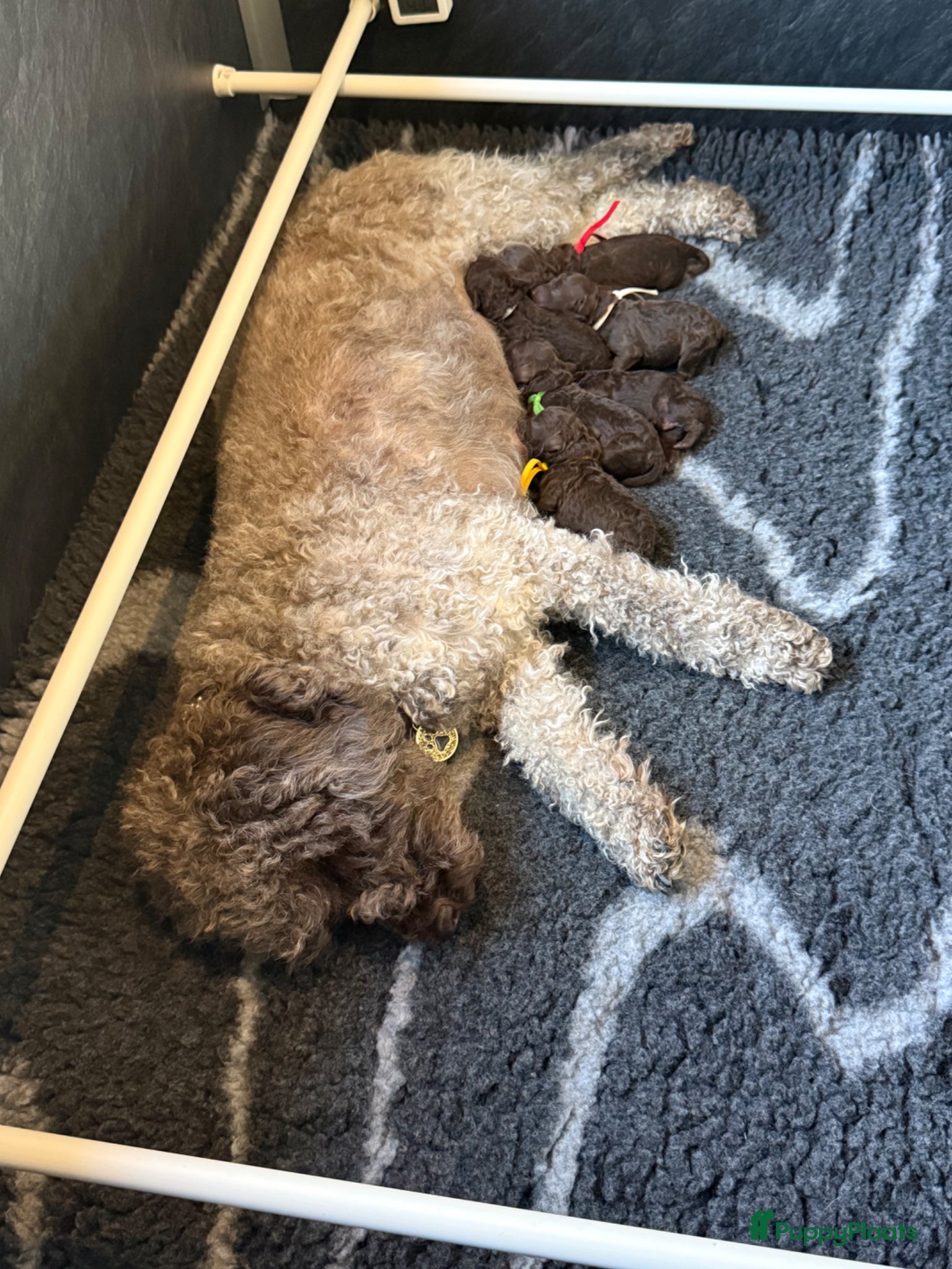 Kruising honden Prachtige multigen pups geboren nu te reserveren - Advertentie 2