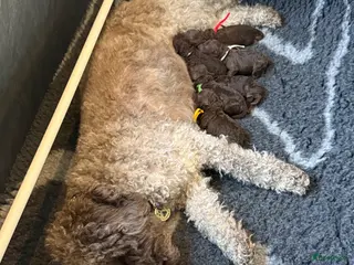 Kruising honden Prachtige multigen pups geboren nu te reserveren - Advertentie 2