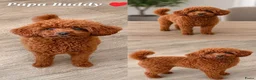 Maltipoo honden te koop: Kleinblijvende Maltipoo F1b donker abrikoos - Advertentie 8