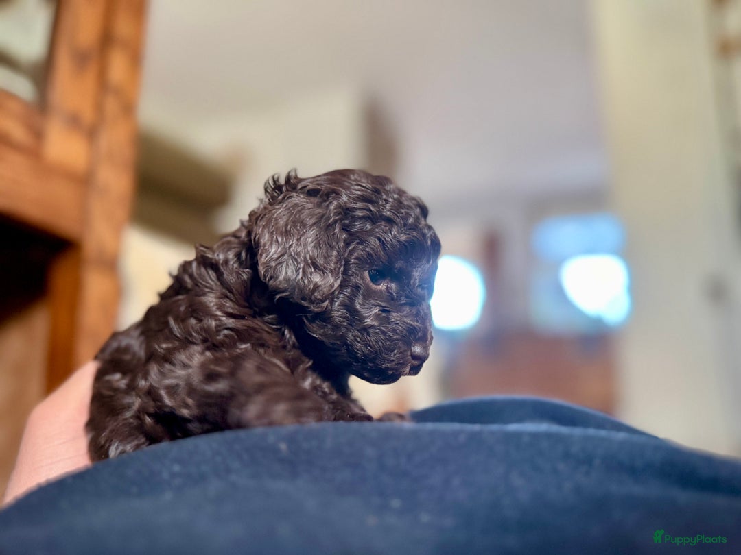 Poedel Toy honden te koop: Schitterende choco toypoedel pups uit merle moeder - Advertentie 18