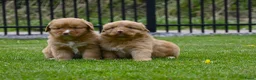 Nova Scotia Duck Tolling Retriever honden te koop: Nova Scotia Duck Tolling Retriever pups # Toller - Advertentie 24