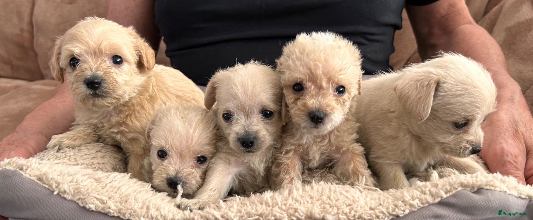 Kruising honden Chipoo Lieve rustige X toy poedel en chiwawa - Advertentie 2