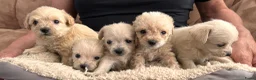 Kruising honden te koop: Chipoo Lieve rustige X toy poedel en chiwawa in Eindhoven - Advertentie 2