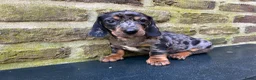 Teckel (korthaar)  honden te koop: Nog drie teckel reutjes  - Advertentie 13