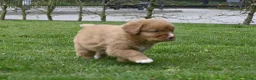 Nova Scotia Duck Tolling Retriever honden te koop: Nova Scotia Duck Tolling Retriever pups # Toller - Advertentie 22
