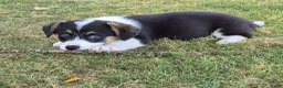 Welsh Corgi Cardigan honden te koop: Welsh corgi pups - mogen vanaf 26 juli direct mee - Advertentie 2