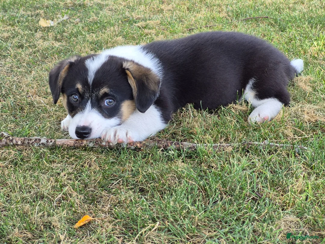 Welsh Corgi Cardigan honden te koop: Welsh corgi pups - mogen vanaf 26 juli direct mee - Advertentie 2
