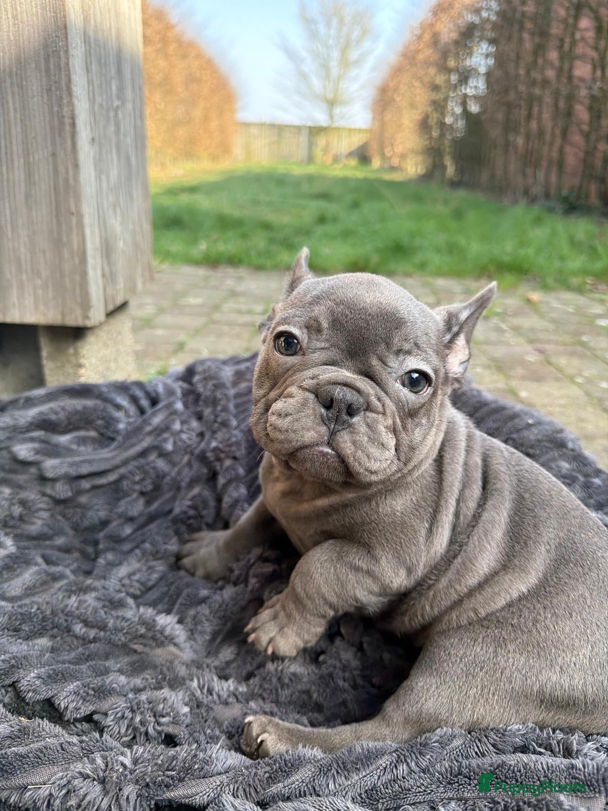 Franse Bulldog honden Mooie franse bulldog pups mogen nest verlaten - Advertentie 1