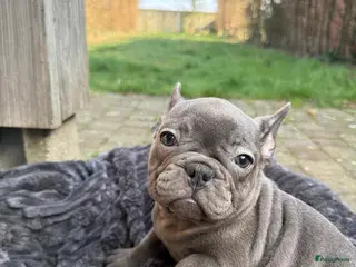 Franse Bulldog honden Mooie franse bulldog pups mogen nest verlaten - Advertentie 1