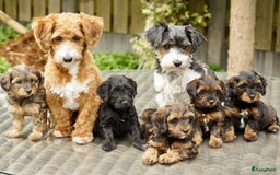 Maltipoo honden ter dekking: Dekreutje maltipoo, sjefke niet te koop. - Advertentie 8